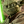 [YODA] Casual Competitive Tryhards